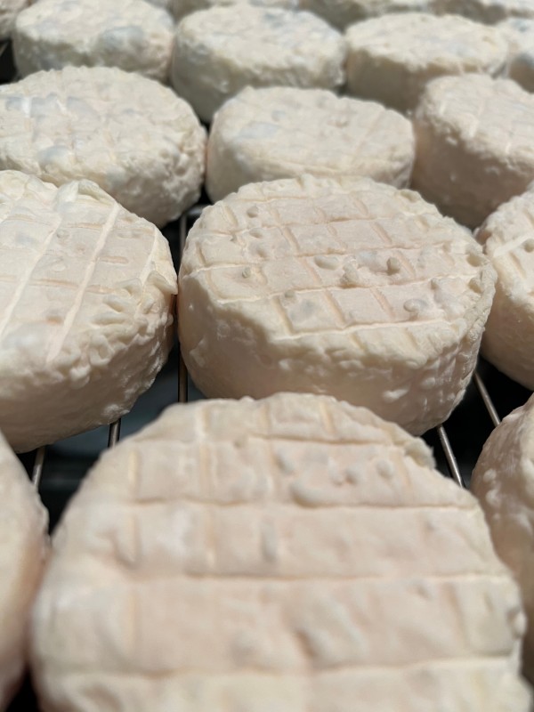 Où trouver le meilleur Pélardon à Montpellier