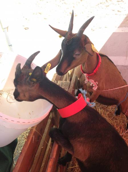 chèvres en visite à Montpellier