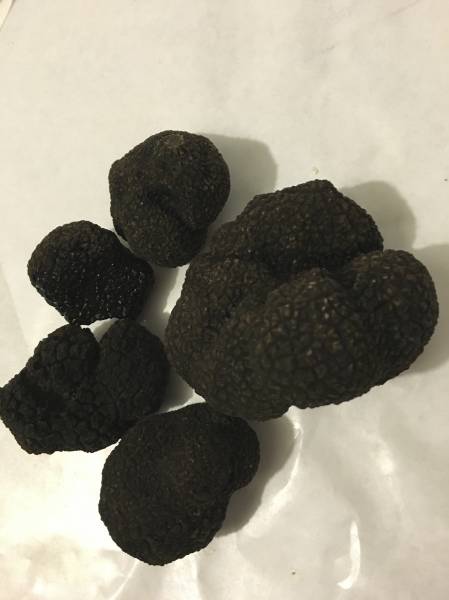 Truffes Tuber Melanosporum fraîches pour fromages à Montpellier