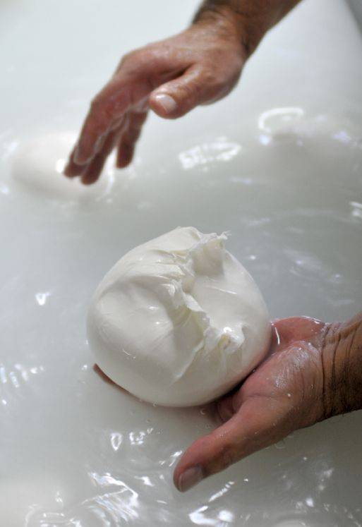 Mozarella di bufala campana